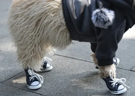 Converse Style Paw Wear