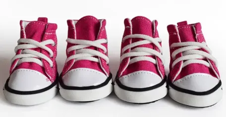 Converse Style Paw Wear