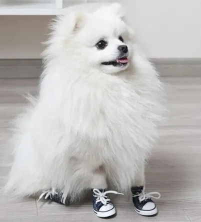 Converse Style Paw Wear
